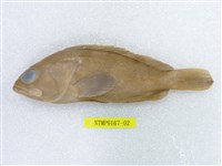 藏品(擬青石斑魚)的圖片